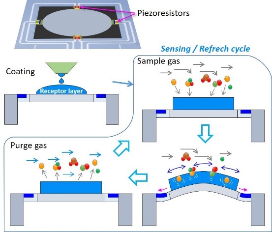 Working principle of NANOSENSORS™ Membrane-type Surface-stress Sensor MSS